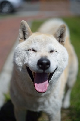 楽しく笑う柴犬