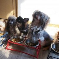 ご飯を食べる犬たち